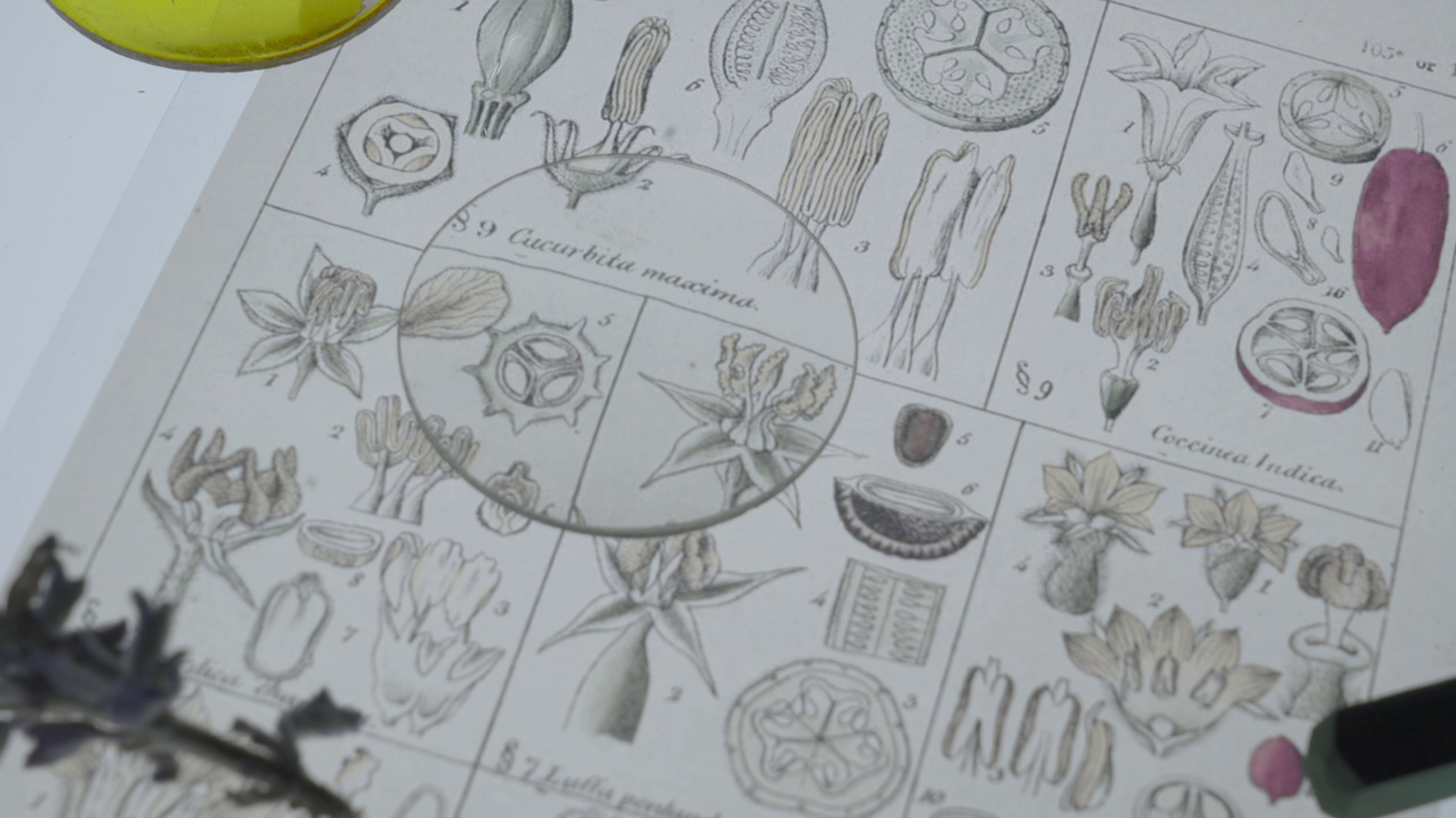 Colligare herbarium et insecta