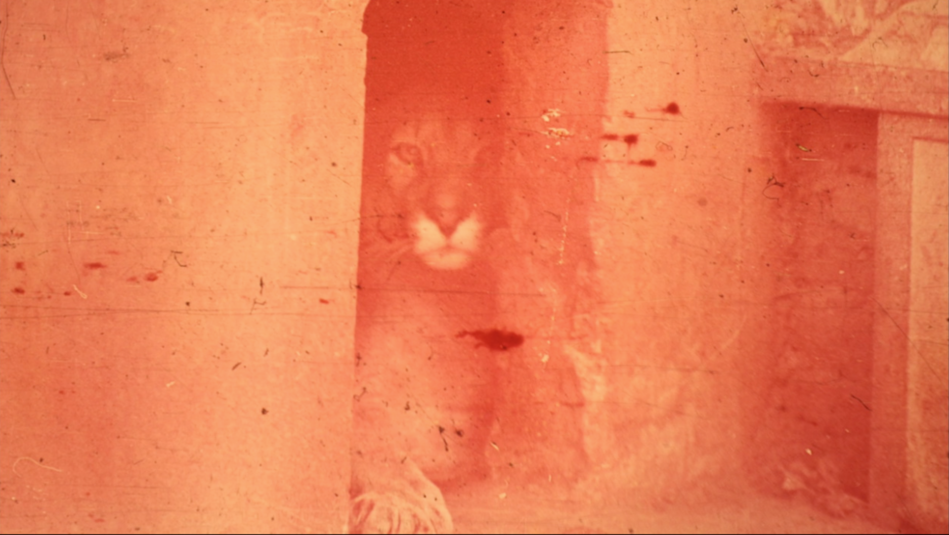 La noble ultimación de la bestia